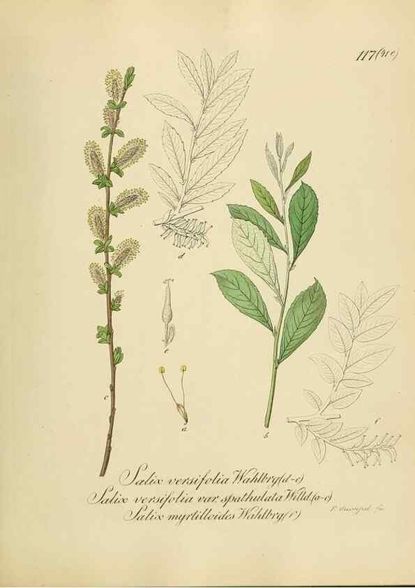 Reproducción/Reproduction 49298704766: Vollständige Naturgeschichte der forstlichen Culturpflanzen Deutschlands.. Berlin,A. Förstner'sche Verlagsbuchhandlung (P. Jeanrenaud)1851.. 