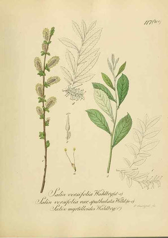 Reproducción/Reproduction 49298704766: Vollständige Naturgeschichte der forstlichen Culturpflanzen Deutschlands.. Berlin,A. Förstner'sche Verlagsbuchhandlung (P. Jeanrenaud)1851.. 