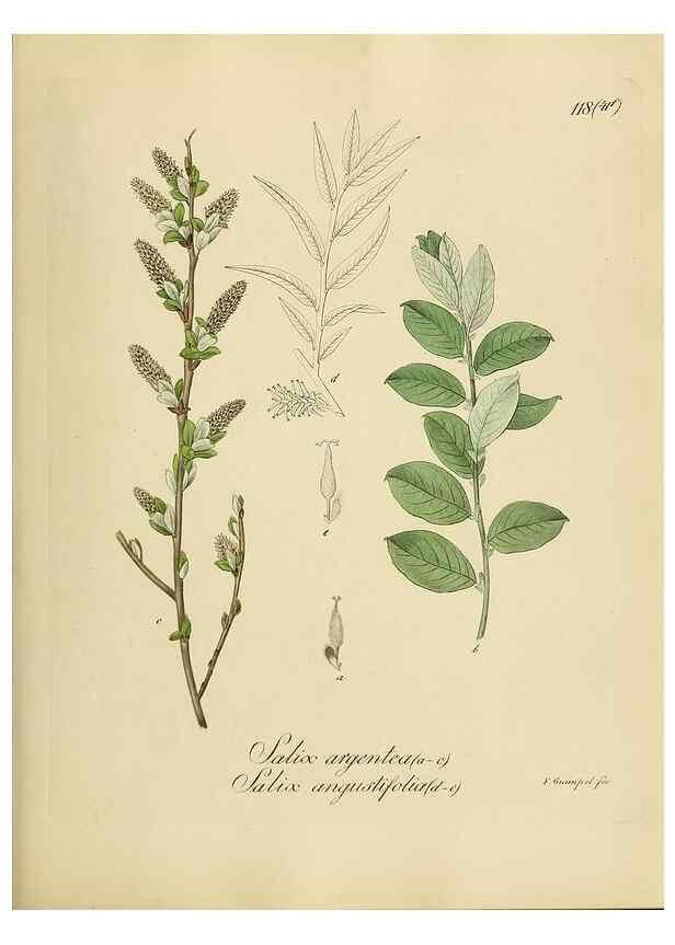 Reproducción/Reproduction 49298908242: Vollständige Naturgeschichte der forstlichen Culturpflanzen Deutschlands.. Berlin,A. Förstner'sche Verlagsbuchhandlung (P. Jeanrenaud)1851.. 