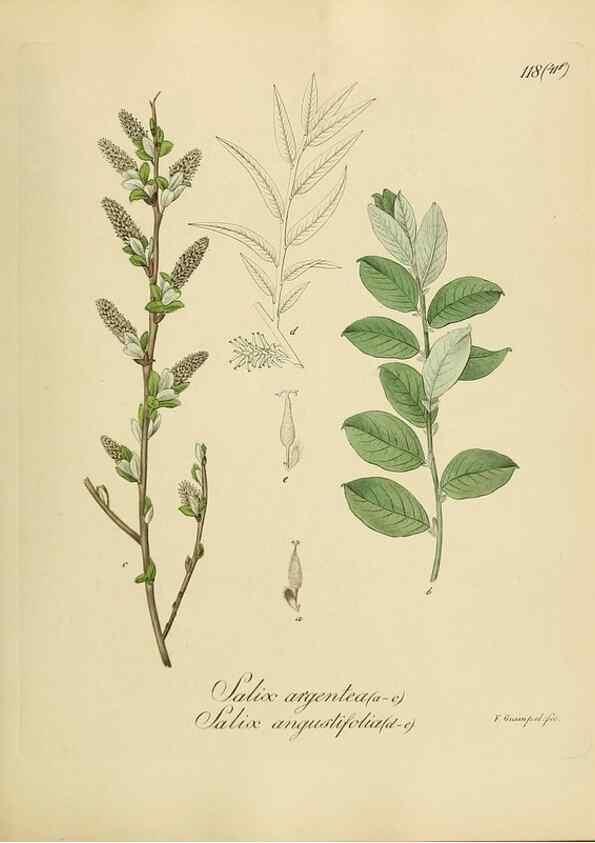 Reproducción/Reproduction 49298908242: Vollständige Naturgeschichte der forstlichen Culturpflanzen Deutschlands.. Berlin,A. Förstner'sche Verlagsbuchhandlung (P. Jeanrenaud)1851.. 