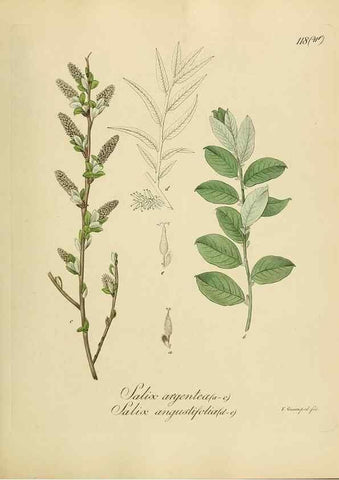 Reproducción/Reproduction 49298908242: Vollständige Naturgeschichte der forstlichen Culturpflanzen Deutschlands.. Berlin,A. Förstner'sche Verlagsbuchhandlung (P. Jeanrenaud)1851.. 