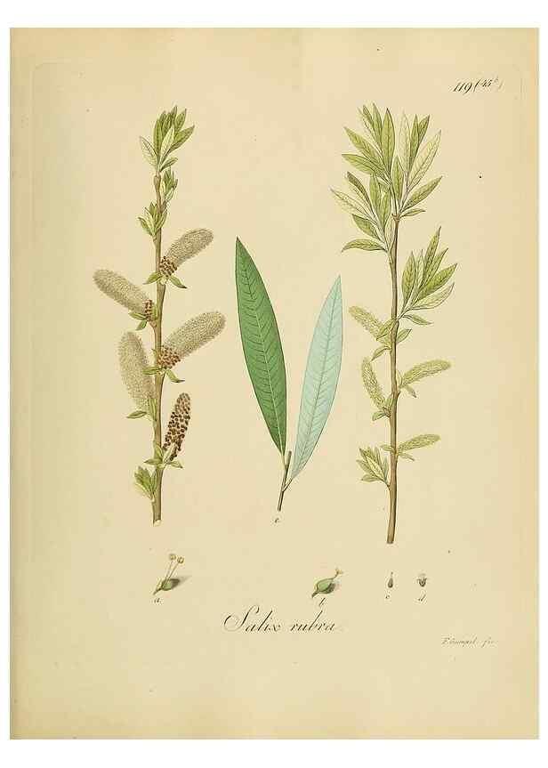 Reproducción/Reproduction 49298705221: Vollständige Naturgeschichte der forstlichen Culturpflanzen Deutschlands.. Berlin,A. Förstner'sche Verlagsbuchhandlung (P. Jeanrenaud)1851.. 