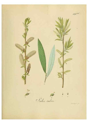 Reproducción/Reproduction 49298705221: Vollständige Naturgeschichte der forstlichen Culturpflanzen Deutschlands.. Berlin,A. Förstner'sche Verlagsbuchhandlung (P. Jeanrenaud)1851.. 