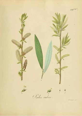 Reproducción/Reproduction 49298705221: Vollständige Naturgeschichte der forstlichen Culturpflanzen Deutschlands.. Berlin,A. Förstner'sche Verlagsbuchhandlung (P. Jeanrenaud)1851.. 