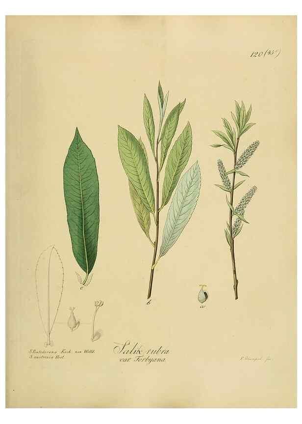 Reproducción/Reproduction 49298220218: Vollständige Naturgeschichte der forstlichen Culturpflanzen Deutschlands.. Berlin,A. Förstner'sche Verlagsbuchhandlung (P. Jeanrenaud)1851.. 