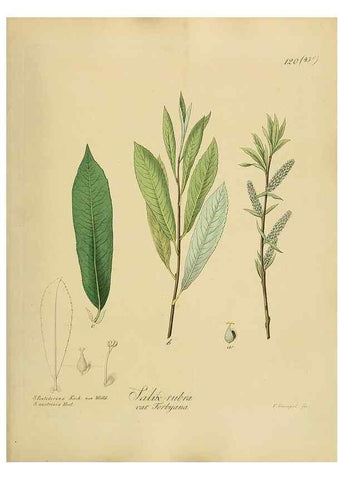 Reproducción/Reproduction 49298220218: Vollständige Naturgeschichte der forstlichen Culturpflanzen Deutschlands.. Berlin,A. Förstner'sche Verlagsbuchhandlung (P. Jeanrenaud)1851.. 