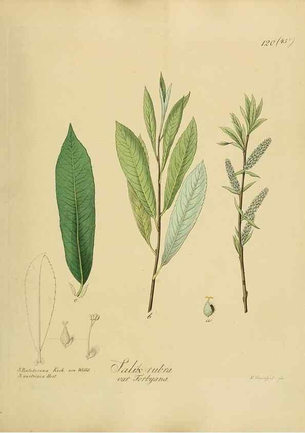 Reproducción/Reproduction 49298220218: Vollständige Naturgeschichte der forstlichen Culturpflanzen Deutschlands.. Berlin,A. Förstner'sche Verlagsbuchhandlung (P. Jeanrenaud)1851.. 