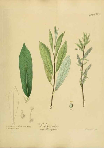 Reproducción/Reproduction 49298220218: Vollständige Naturgeschichte der forstlichen Culturpflanzen Deutschlands.. Berlin,A. Förstner'sche Verlagsbuchhandlung (P. Jeanrenaud)1851.. 