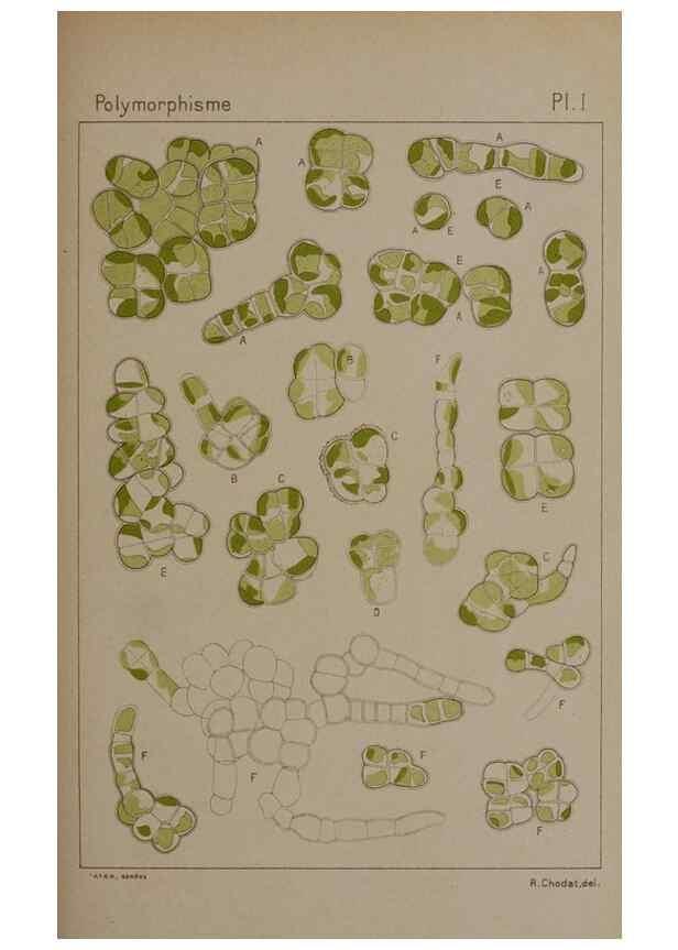 Reproducción/Reproduction 49298902846: Étude critique et expérimentale sur le polymorphisme des algues,. Genève,Georg,1909.. 