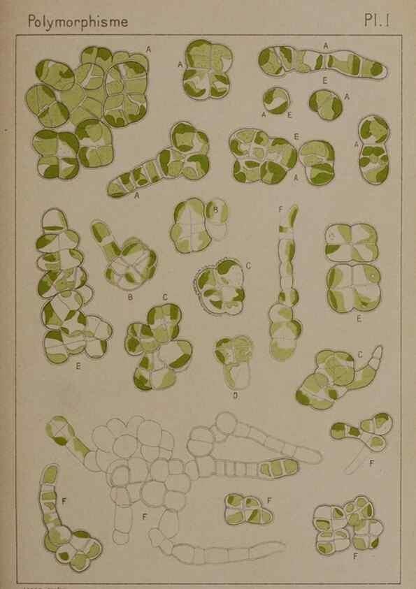 Reproducción/Reproduction 49298902846: Étude critique et expérimentale sur le polymorphisme des algues,. Genève,Georg,1909.. 