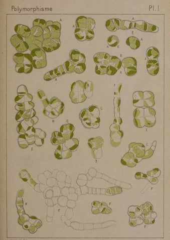 Reproducción/Reproduction 49298902846: Étude critique et expérimentale sur le polymorphisme des algues,. Genève,Georg,1909.. 