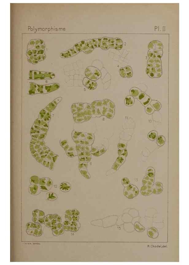 Reproducción/Reproduction 49298418673: Étude critique et expérimentale sur le polymorphisme des algues,. Genève,Georg,1909.. 