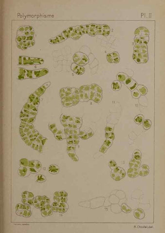 Reproducción/Reproduction 49298418673: Étude critique et expérimentale sur le polymorphisme des algues,. Genève,Georg,1909.. 