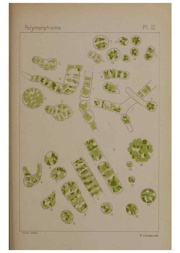 Reproducción/Reproduction 49298903556: Étude critique et expérimentale sur le polymorphisme des algues,. Genève,Georg,1909.. 