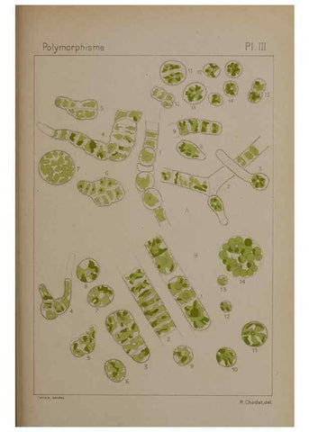 Reproducción/Reproduction 49298903556: Étude critique et expérimentale sur le polymorphisme des algues,. Genève,Georg,1909.. 