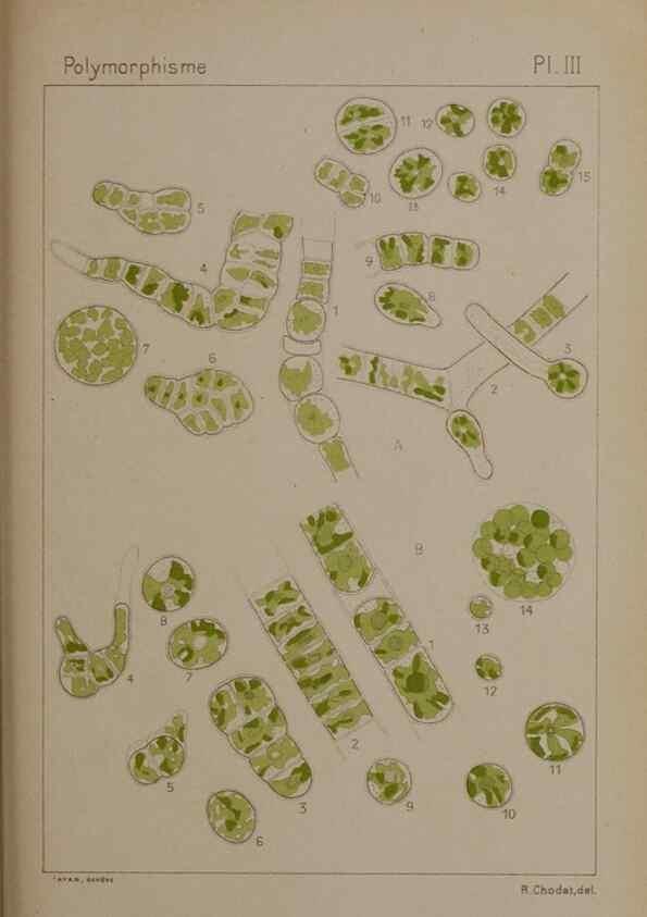 Reproducción/Reproduction 49298903556: Étude critique et expérimentale sur le polymorphisme des algues,. Genève,Georg,1909.. 