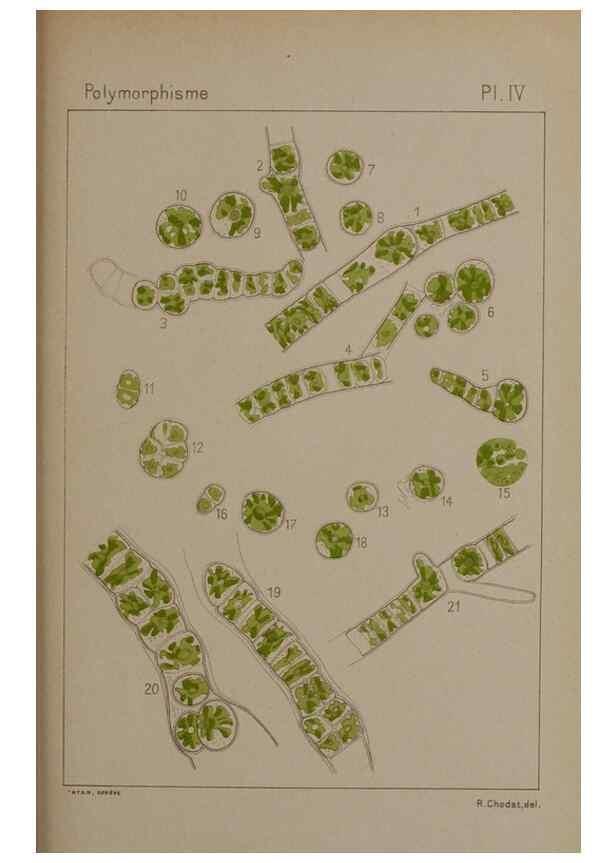 Reproducción/Reproduction 49298903886: Étude critique et expérimentale sur le polymorphisme des algues,. Genève,Georg,1909.. 