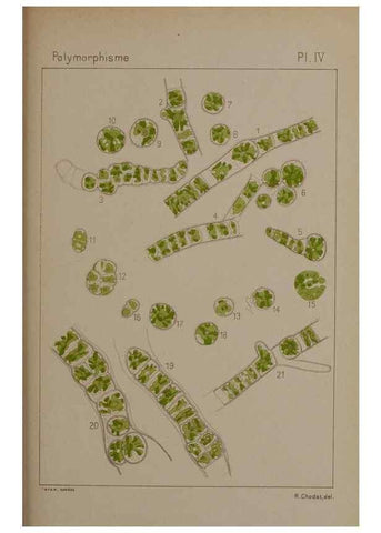 Reproducción/Reproduction 49298903886: Étude critique et expérimentale sur le polymorphisme des algues,. Genève,Georg,1909.. 