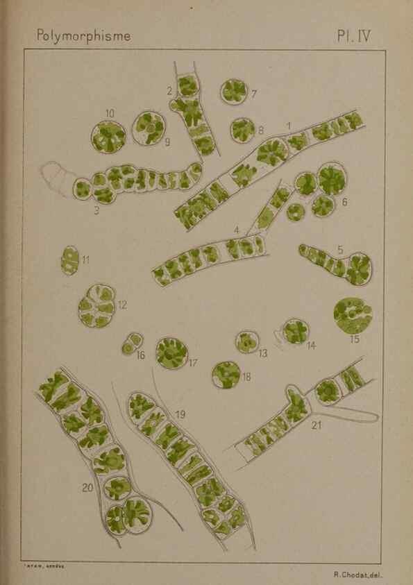 Reproducción/Reproduction 49298903886: Étude critique et expérimentale sur le polymorphisme des algues,. Genève,Georg,1909.. 
