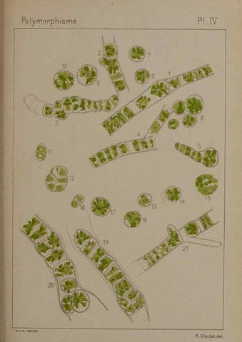 Reproducción/Reproduction 49298903886: Étude critique et expérimentale sur le polymorphisme des algues,. Genève,Georg,1909.. 