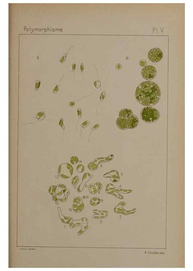 Reproducción/Reproduction 49298419638: Étude critique et expérimentale sur le polymorphisme des algues,. Genève,Georg,1909.. 