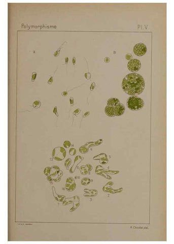 Reproducción/Reproduction 49298419638: Étude critique et expérimentale sur le polymorphisme des algues,. Genève,Georg,1909.. 