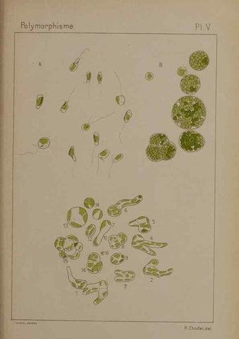Reproducción/Reproduction 49298419638: Étude critique et expérimentale sur le polymorphisme des algues,. Genève,Georg,1909.. 