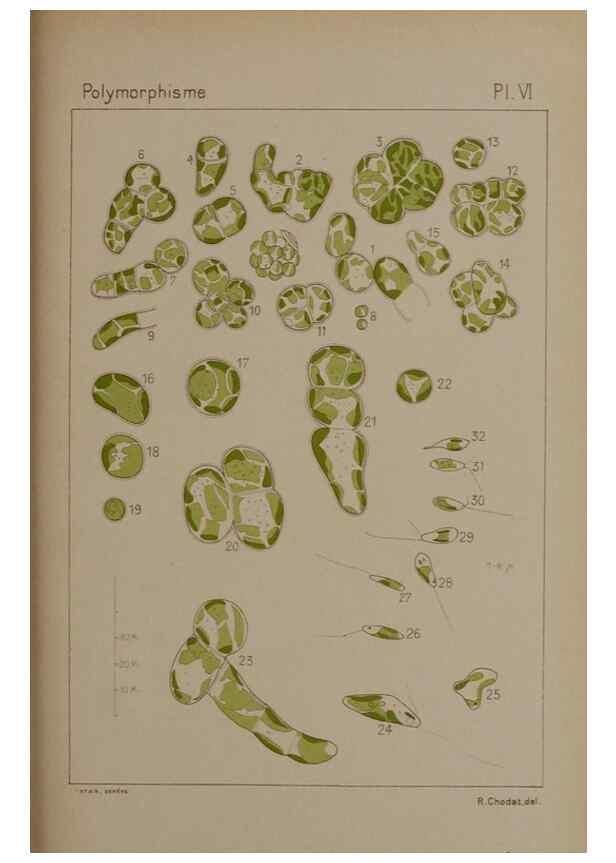 Reproducción/Reproduction 49298904401: Étude critique et expérimentale sur le polymorphisme des algues,. Genève,Georg,1909.. 