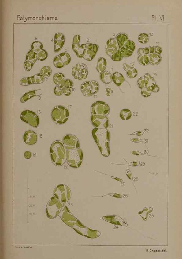 Reproducción/Reproduction 49298904401: Étude critique et expérimentale sur le polymorphisme des algues,. Genève,Georg,1909.. 