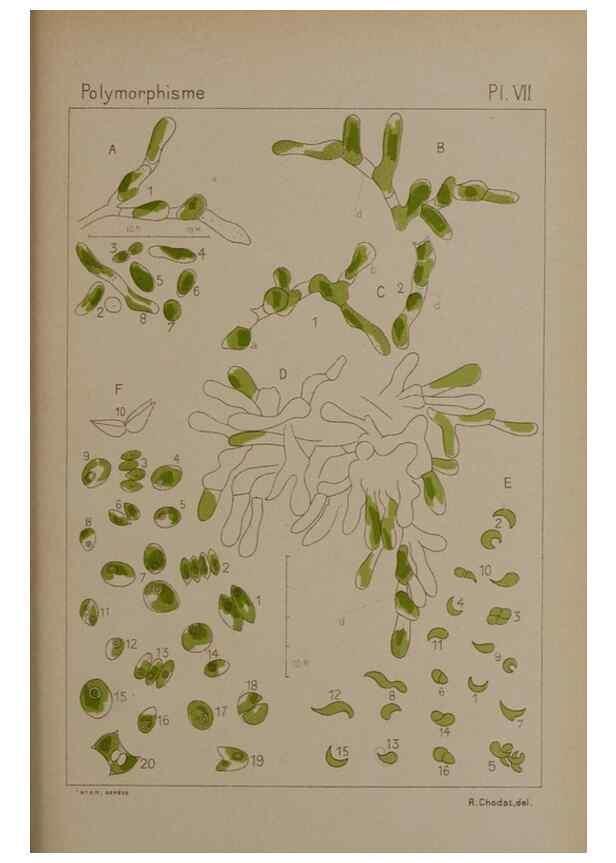 Reproducción/Reproduction 49299110282: Étude critique et expérimentale sur le polymorphisme des algues,. Genève,Georg,1909.. 
