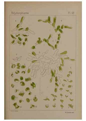 Reproducción/Reproduction 49299110282: Étude critique et expérimentale sur le polymorphisme des algues,. Genève,Georg,1909.. 
