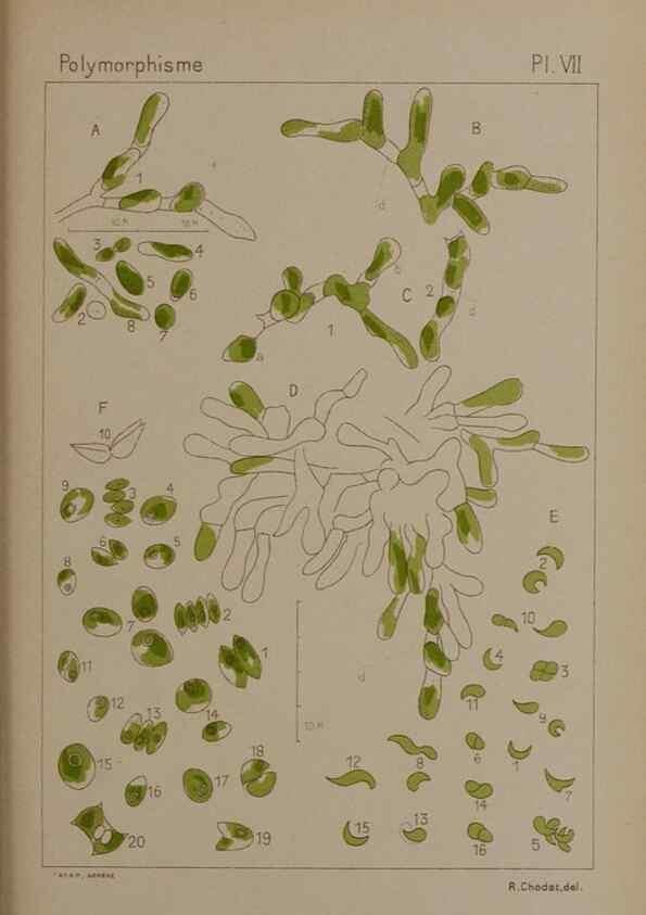 Reproducción/Reproduction 49299110282: Étude critique et expérimentale sur le polymorphisme des algues,. Genève,Georg,1909.. 