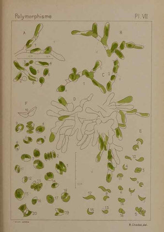 Reproducción/Reproduction 49299110282: Étude critique et expérimentale sur le polymorphisme des algues,. Genève,Georg,1909.. 