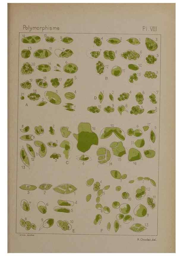 Reproducción/Reproduction 49298420548: Étude critique et expérimentale sur le polymorphisme des algues,. Genève,Georg,1909.. 
