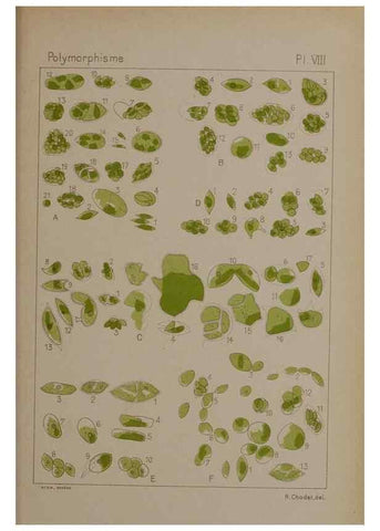 Reproducción/Reproduction 49298420548: Étude critique et expérimentale sur le polymorphisme des algues,. Genève,Georg,1909.. 