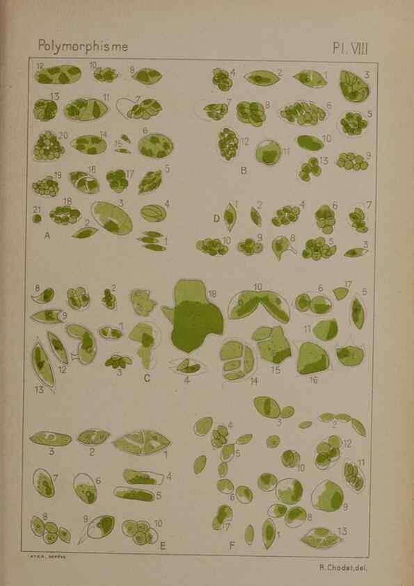 Reproducción/Reproduction 49298420548: Étude critique et expérimentale sur le polymorphisme des algues,. Genève,Georg,1909.. 