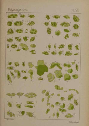 Reproducción/Reproduction 49298420548: Étude critique et expérimentale sur le polymorphisme des algues,. Genève,Georg,1909.. 