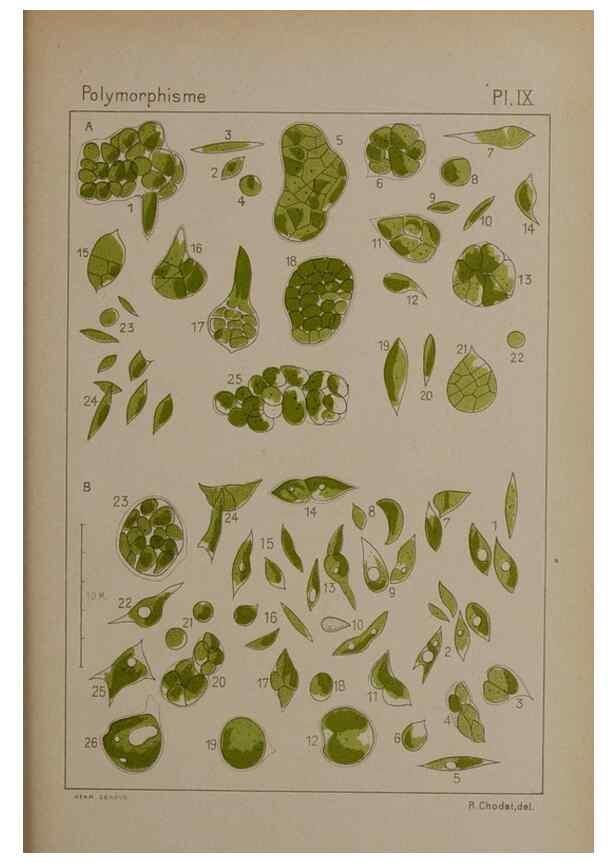 Reproducción/Reproduction 49299110937: Étude critique et expérimentale sur le polymorphisme des algues,. Genève,Georg,1909.. 