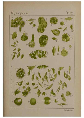 Reproducción/Reproduction 49299110937: Étude critique et expérimentale sur le polymorphisme des algues,. Genève,Georg,1909.. 