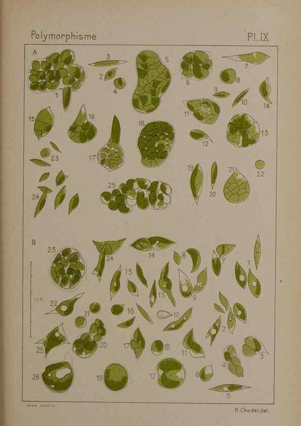 Reproducción/Reproduction 49299110937: Étude critique et expérimentale sur le polymorphisme des algues,. Genève,Georg,1909.. 