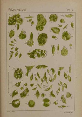 Reproducción/Reproduction 49299110937: Étude critique et expérimentale sur le polymorphisme des algues,. Genève,Georg,1909.. 