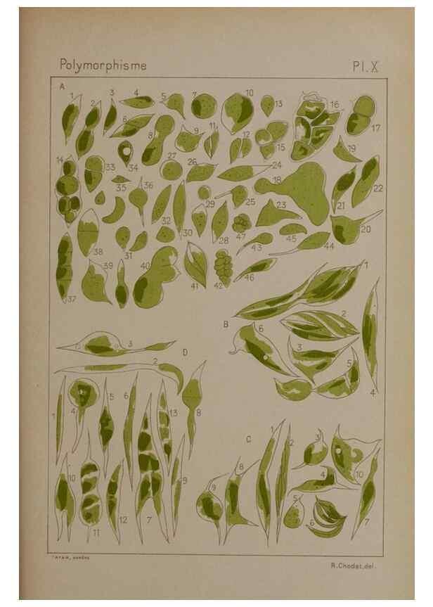 Reproducción/Reproduction 49298905706: Étude critique et expérimentale sur le polymorphisme des algues,. Genève,Georg,1909.. 