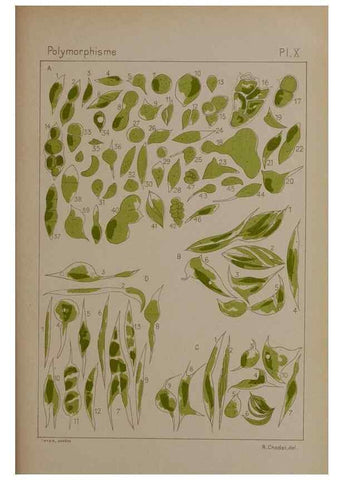 Reproducción/Reproduction 49298905706: Étude critique et expérimentale sur le polymorphisme des algues,. Genève,Georg,1909.. 