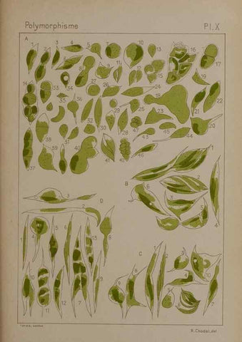 Reproducción/Reproduction 49298905706: Étude critique et expérimentale sur le polymorphisme des algues,. Genève,Georg,1909.. 