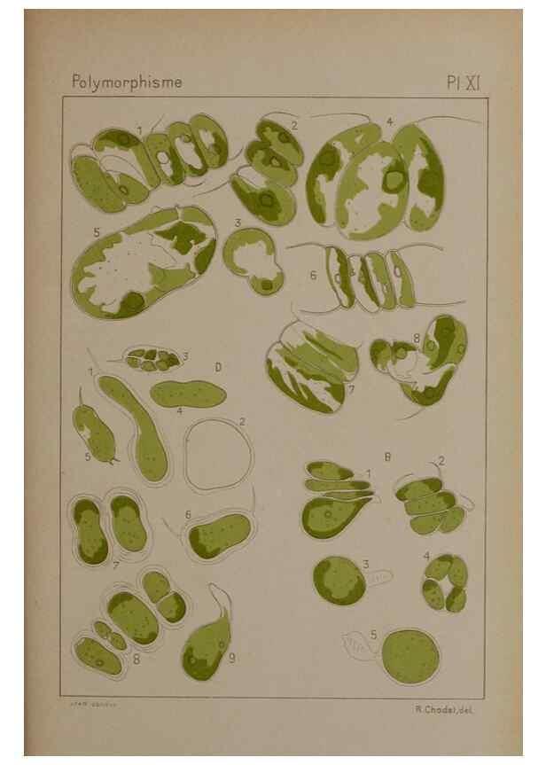 Reproducción/Reproduction 49298906011: Étude critique et expérimentale sur le polymorphisme des algues,. Genève,Georg,1909.. 