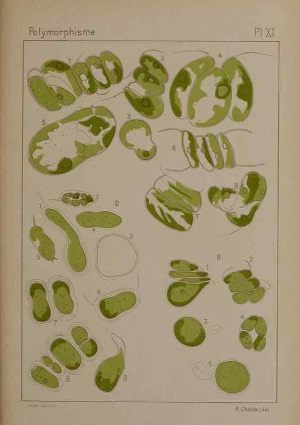 Reproducción/Reproduction 49298906011: Étude critique et expérimentale sur le polymorphisme des algues,. Genève,Georg,1909.. 
