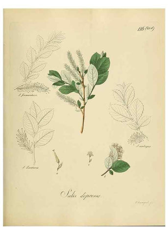 Reproducción/Reproduction 49298704416: Vollständige Naturgeschichte der forstlichen Culturpflanzen Deutschlands.. Berlin,A. Förstner'sche Verlagsbuchhandlung (P. Jeanrenaud)1851.. 