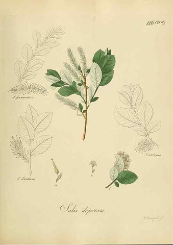 Reproducción/Reproduction 49298704416: Vollständige Naturgeschichte der forstlichen Culturpflanzen Deutschlands.. Berlin,A. Förstner'sche Verlagsbuchhandlung (P. Jeanrenaud)1851.. 