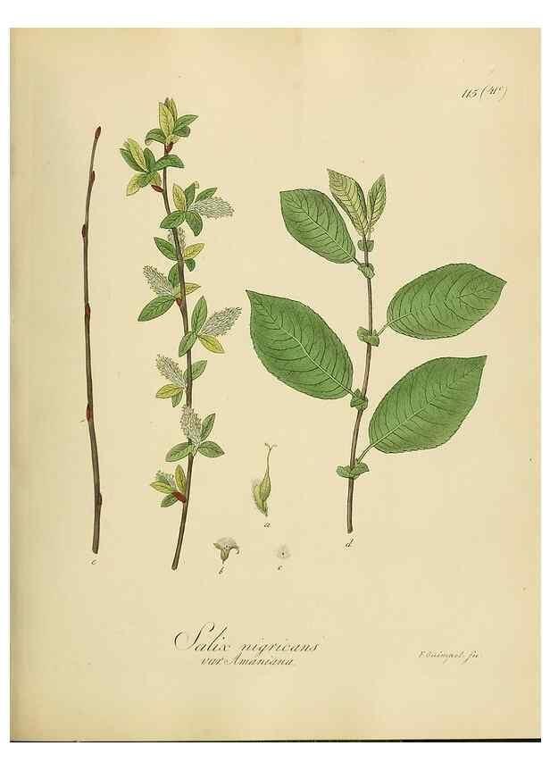 Reproducción/Reproduction 49298218993: Vollständige Naturgeschichte der forstlichen Culturpflanzen Deutschlands.. Berlin,A. Förstner'sche Verlagsbuchhandlung (P. Jeanrenaud)1851.. 