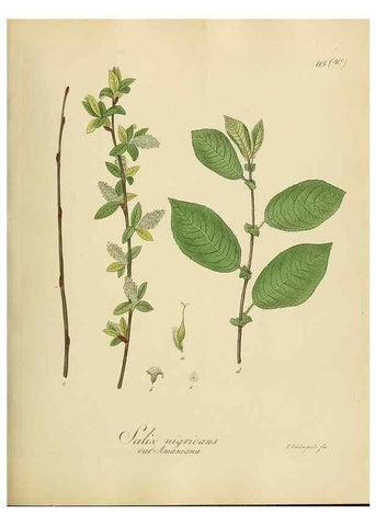 Reproducción/Reproduction 49298218993: Vollständige Naturgeschichte der forstlichen Culturpflanzen Deutschlands.. Berlin,A. Förstner'sche Verlagsbuchhandlung (P. Jeanrenaud)1851.. 